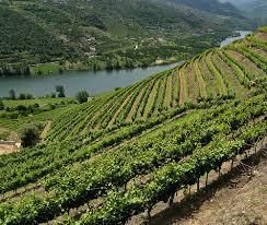 #Breidecker Wines Producers Marlborough Region New Zealand