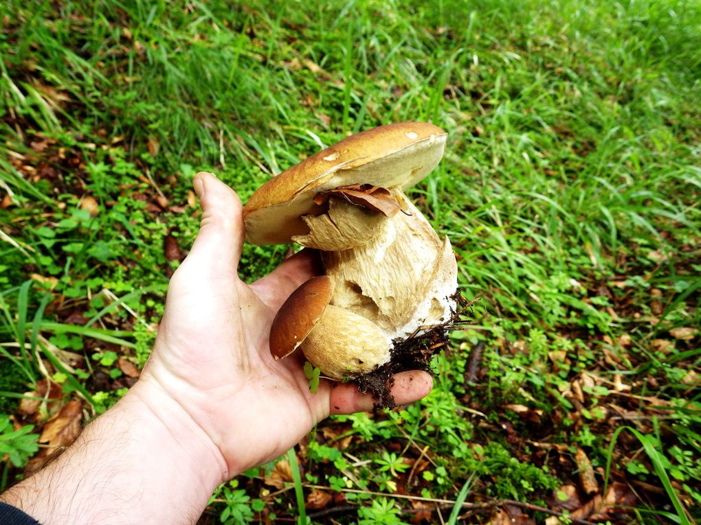 Sortie mycologique / Haut-Rhin / juin 2016. 2018 / cèpe d'été / bolet porphyre 