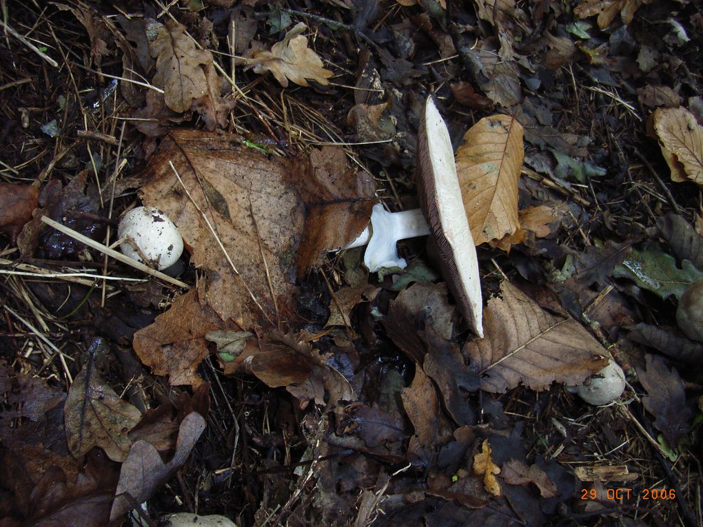 Album - Les-champignons