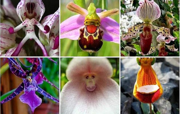 Le monde étrange des orchidées 