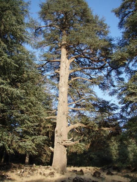 Fleurs de la forêt d'Azrou et alentours. cedraie, et foret mixte cèdres de l'Atlas et chênes verts (Parc National d'Ifrane, moyen-Atlas marocain).