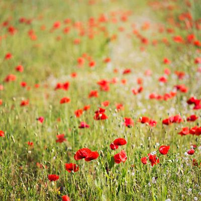 Les coquelicots ...