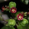 Jatropha gossypiifolia (médecinier rouge)