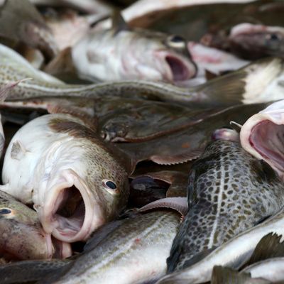 Comment préparer du pain de poisson ? (Ingrédients, préparation, cuisson)