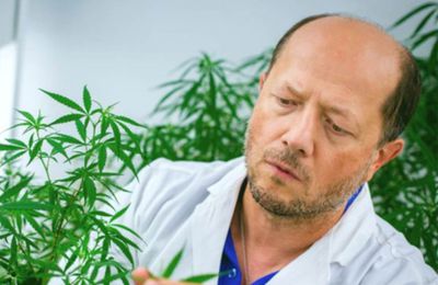 Le Cannabis, une Plante anti Cancer & anti COVID-19 ? 