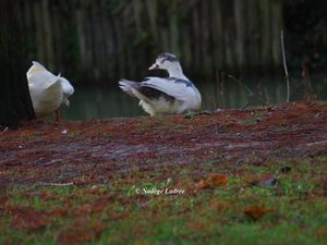 La  Bièvre à Jouy en Josas