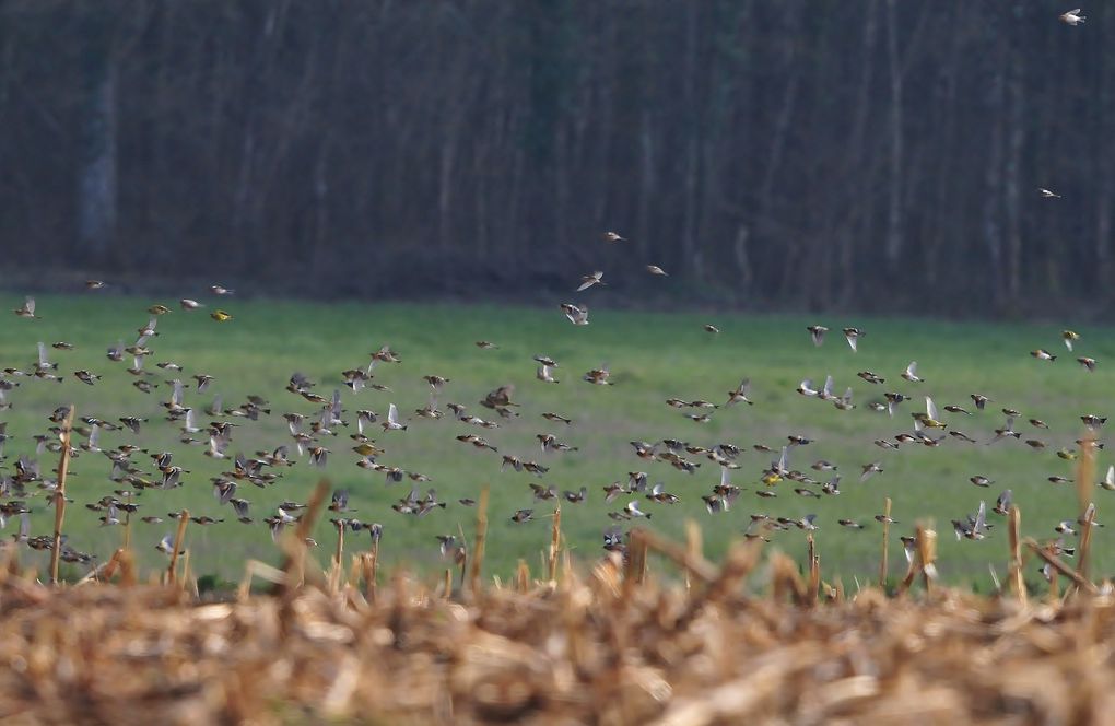 Vol de pinsons des arbres, pinsons du nord et verdier d'Europe.