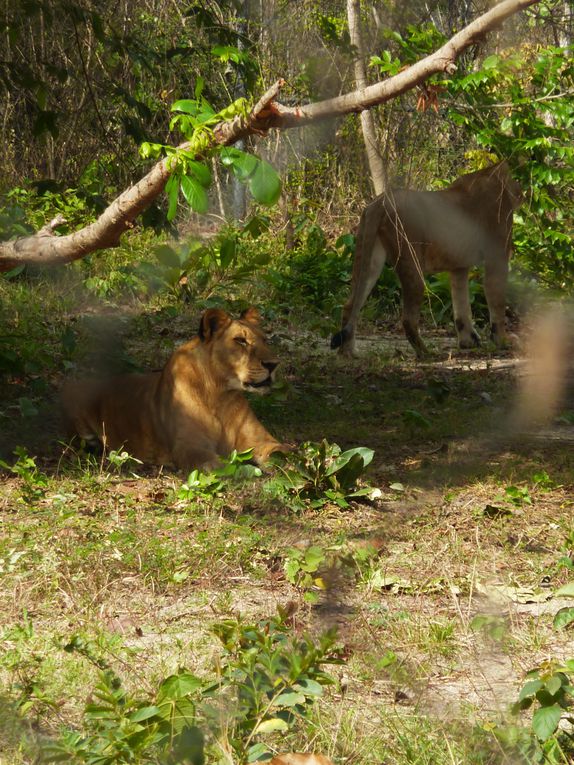 Phnom Tamao Zoological Park and wildlife rescue center.
Pelicans, gibbons, black bear of Asia, ... , Indochina leopard !!