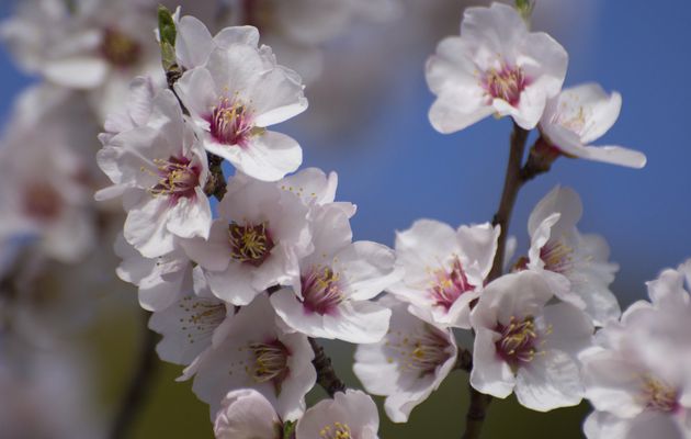  Les amandiers de Provence sont  en fleurs ! 