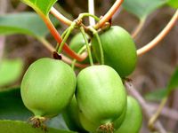 Differentes variétés d'actinidia arguta : Geneva - Issei - Jumbo - Kens Red - Kokuwa - Purple Garden - Viti kiwi - Weiki - Pineapple