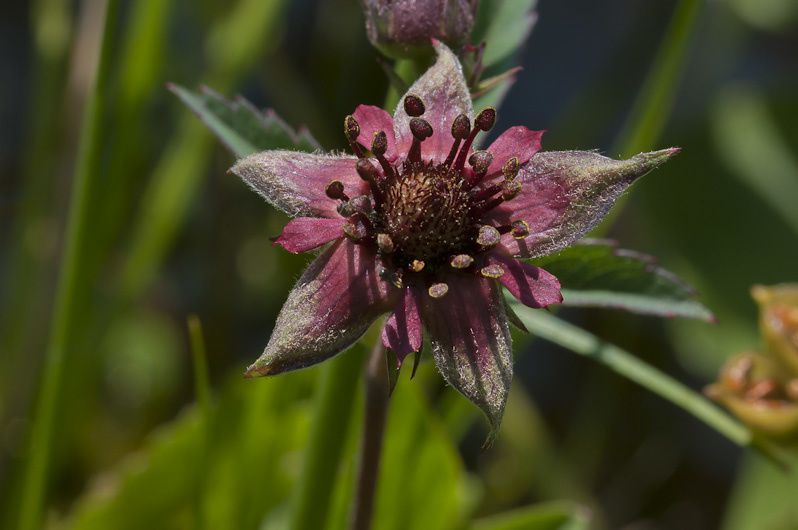 Quelques-unes des 250 fleurs observées en 2010