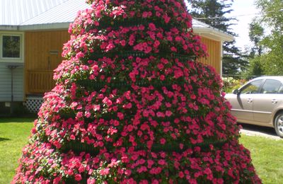 Arbre de fleurs - juillet 2013