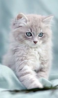 Chaton gris clair 