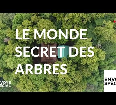 Envoyé spécial : Le monde secret des arbres