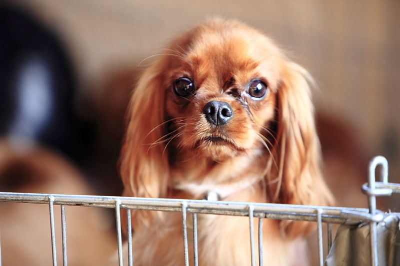 Déroulement de la journée Cavalier King Charles.