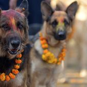 Tous les ans il y a un festival au Népal qui remercie les chiens d'être nos amis