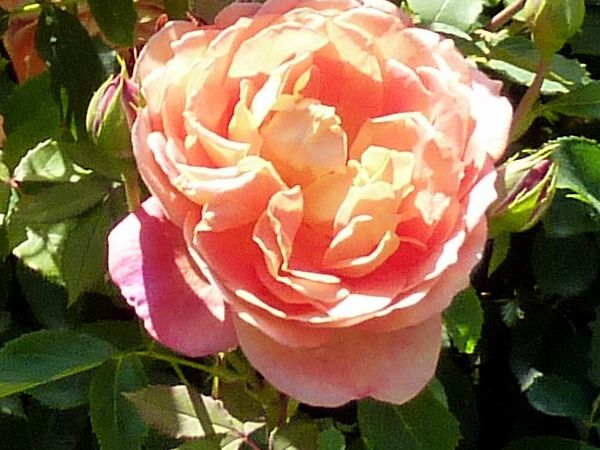 'Lady of Shalott' un rosier David Austin, à jolie tenue et couleur dorée,