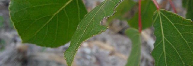 Photo feuille arbre peuplier populus nigra