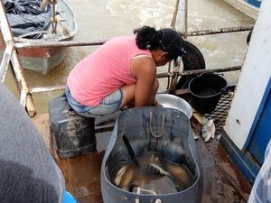 Pantanal nord (Brésil en camping-car)