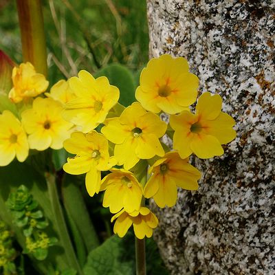 La primevère officinale