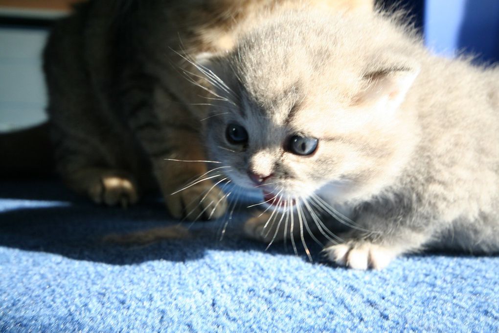 Portée de deux chatons.
(Chaussette + Dwayne)