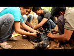 VIDEO. En Inde, le sauvetage d'un chien recouvert de goudron