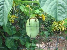 Album - fruits-des-antilles