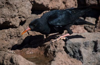 Le Crave à bec rouge de La Palma (Canaries)