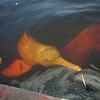 Boto, Un Dauphin D'eau Douce "Étrange" Et !!!! "Menacé"....