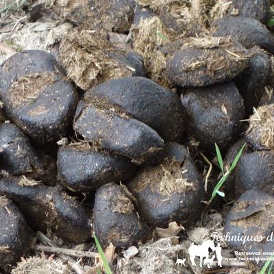 Faire une analyse de crottin pour choisir la molécule du vermifuge