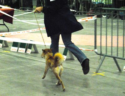 Le shiba inu dans tous ses états !