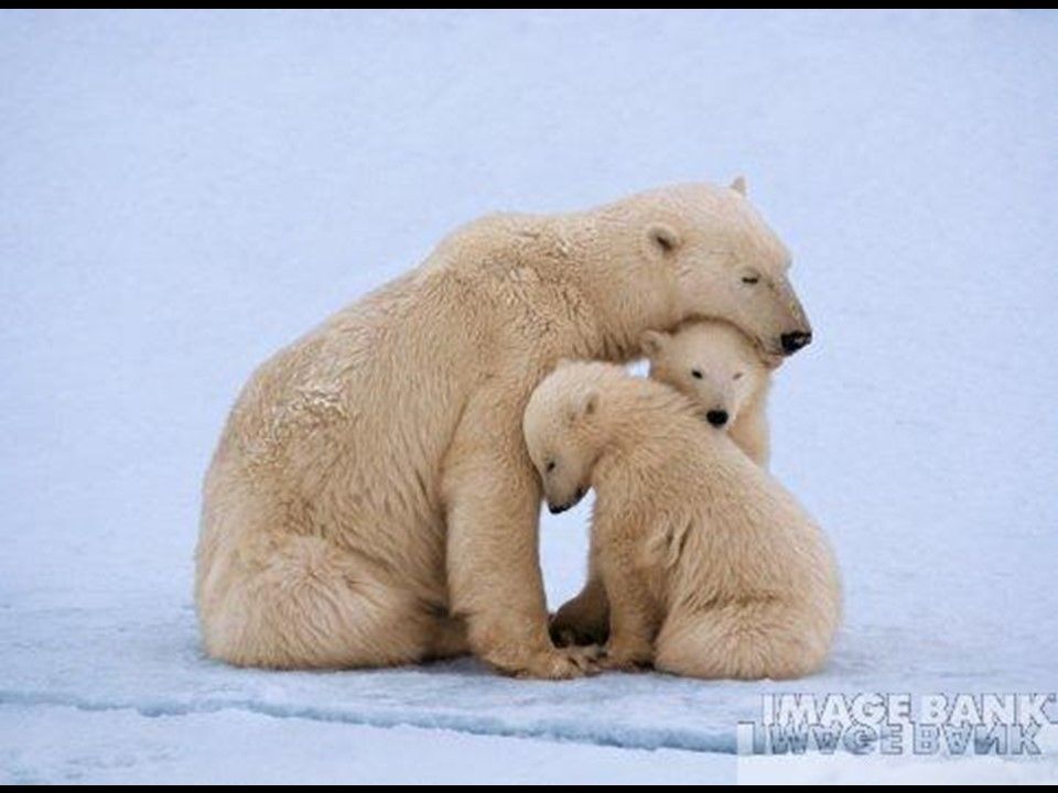 Divers - Les Mamans 2-