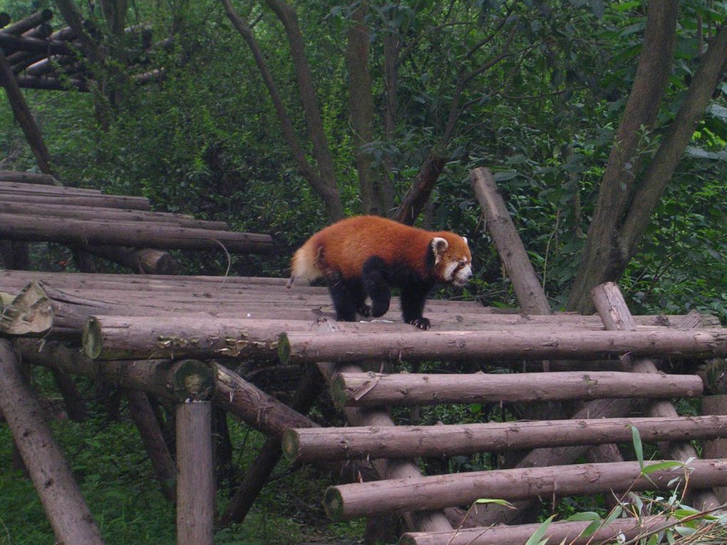 Une semaine sous la chaleur tropicale du Sichuan