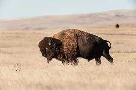 Spiritualité Lakota : Tatanka, l'esprit du bison