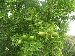 L arganier, les fruits d argan et l huile d argan..femme marocaine.