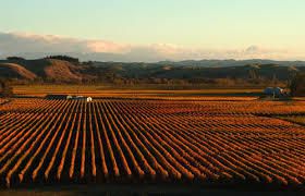 #Rose Cabernet Sauvignon Producers Hawke s Bay Region New Zealand Vineyards 