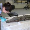 La momie crocodile du Louvre Lens