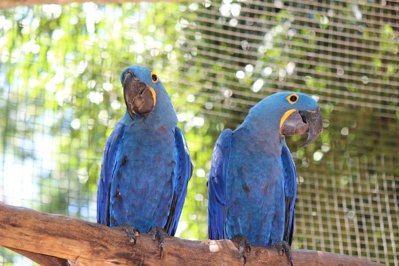 La park des Aves - Parc des oiseaux au Brésil