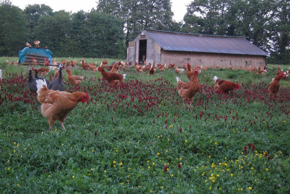 Sauve qui poule... Poitou