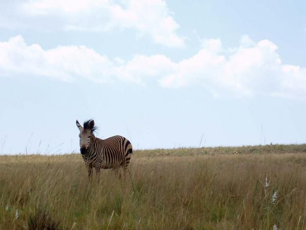 Album - Lion &amp; Rhino Nature Reserve