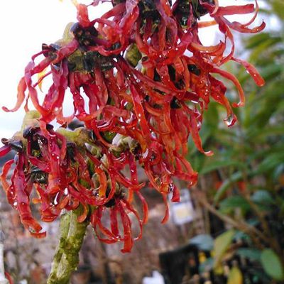 Hamamelis