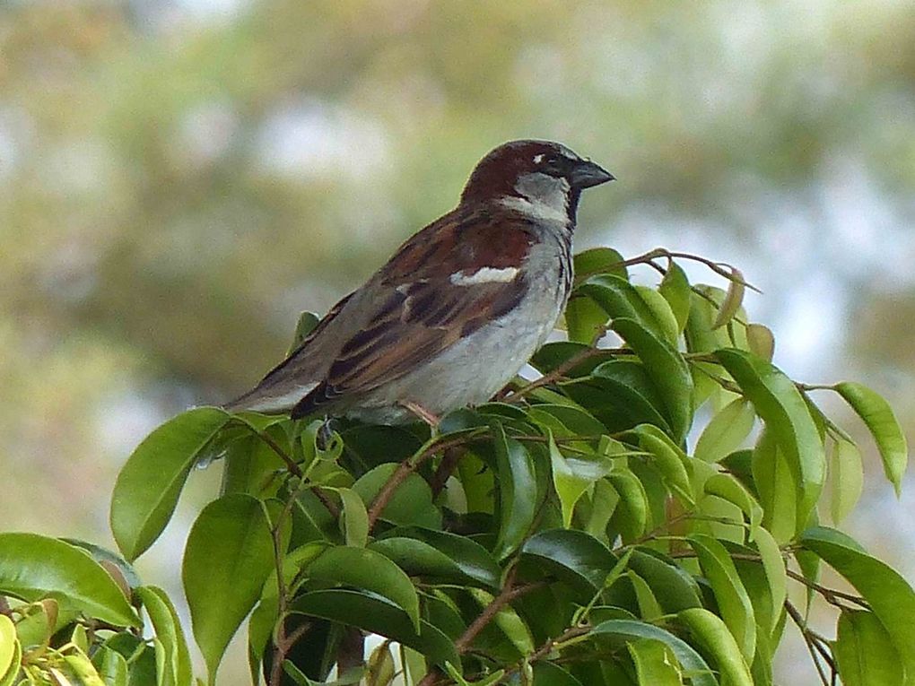 Mexique Malaque Oaxaca