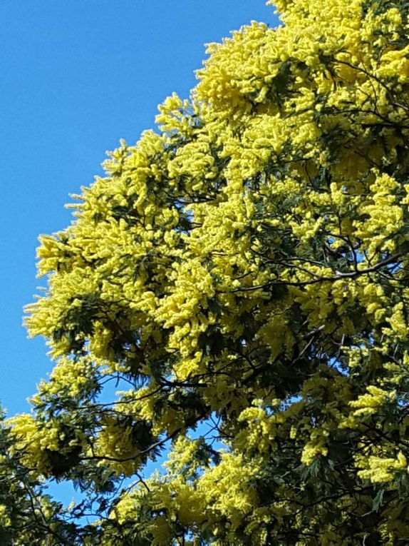 L'hiver est parti en retraite, le mimosa le prouve. 