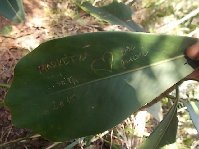 la parc naturel Alejandro Humbolt, le guide doit m envoyer le nom des plantes....baignade au retour a Maguana, les 2 petites baies rouges sont utilisees pour les maracas, l oiseau avec du rouge est le tocororo, oiseau embleme nationale, quand les enfants n avaient pas de cahier ils ecrivaient avec la pointe fournie par un cocotier sur les feuilles vertes les revolutionnaires aussi,  la grenouille est la plus petite du monde, on a pas vu de lamantin dans la baie ou ils se trouvent