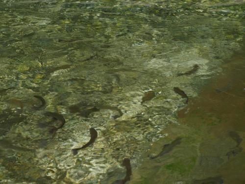 Yann Lafond, nous présente sa pisciculture et ses truites.

Pisciculture du Moulin
Yann LAFOND
Chemin du Gouffre
16130 GENSAC-LA-PALLUE

Tél./Fax 05.45.35.96.50.
Portable 06.66.67.43.18.
yannlafond@free.fr