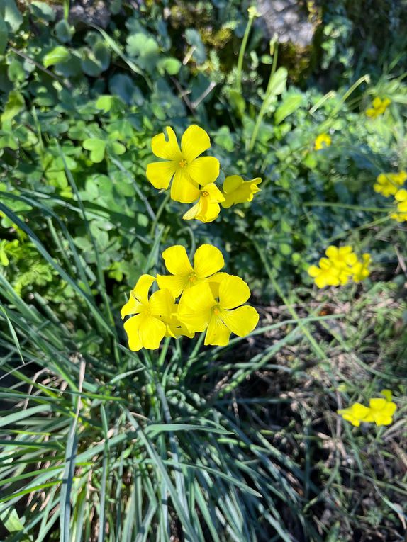 Les boules rouges sont le pain des oiseaux, un cactus qui laisse revêtir Jean-Louis et même de belles orchidées et bien sûr les belles fleurs jaunes de trèfle qui nous accompagnent depuis longtemps déjà 