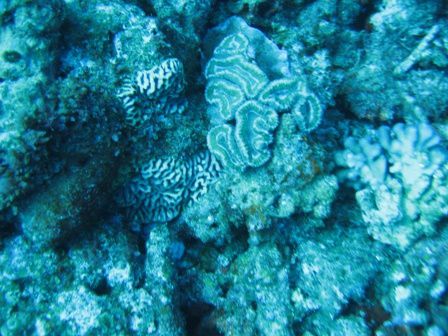 La faune et la flore sous-marine rencontrées lors de nos plongées sur le Phare Amédée à Nouméa(Nouvelle-Calédonie)