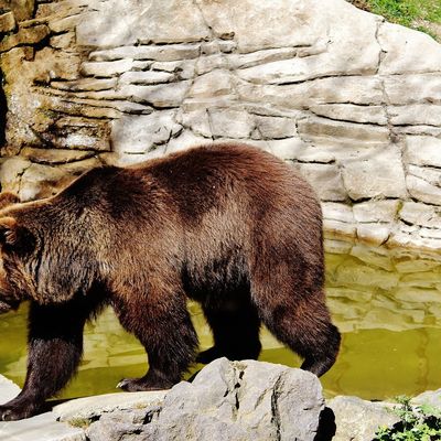 Parc animalier de Mollo l'ours brun des Pyrénées