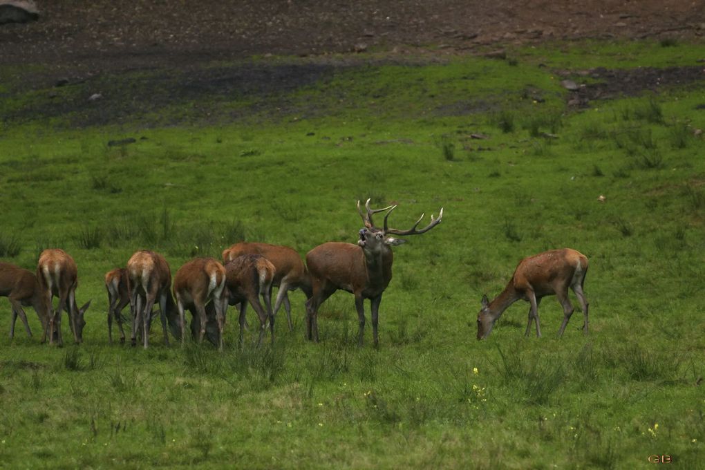 Brame du cerf dans les Vosges du Nord