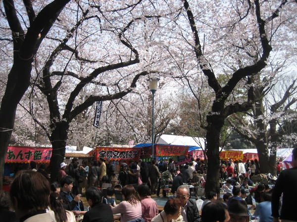 Hanami au Sanctuaire Yasukuni ou se deroulait une Sakura Matsuri (fete des cerisiers) et dans le parc du palais imperial.